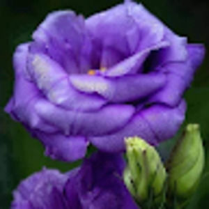 Meet your Posher, Jacqueline